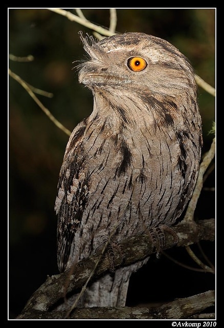 tawny frogmouth 5935