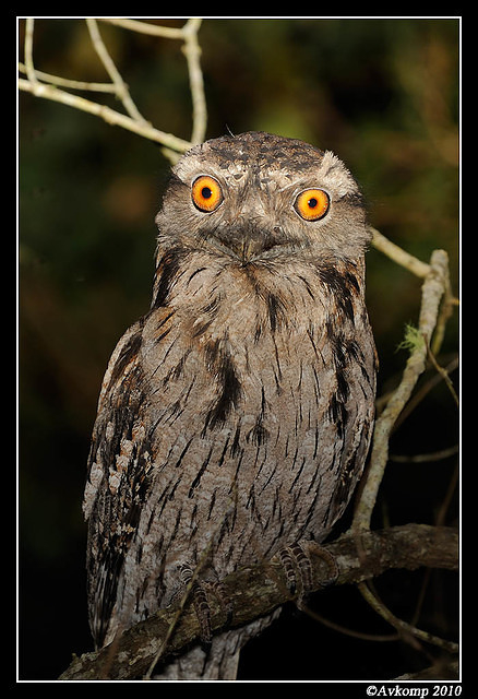 tawny frogmouth 5936