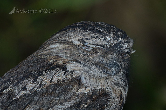 tawny frogmouth 7243