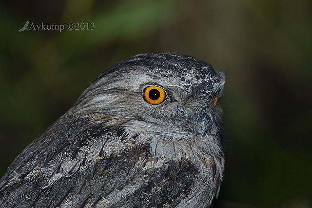 tawny frogmouth 7245