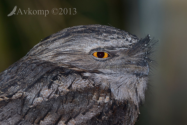 tawny frogmouth 7265