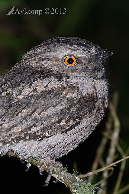 tawny frogmouth 7271