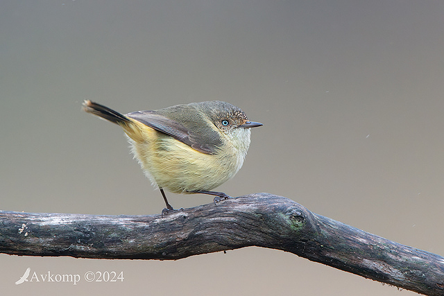 thornbill 11304