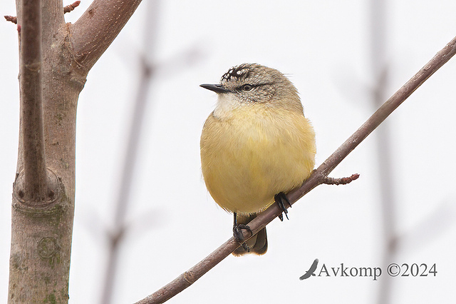 thornbill 11582