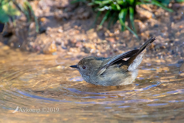 thornbill 1049