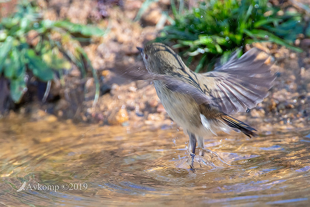 thornbill 1050