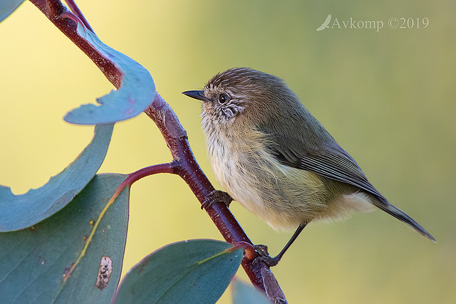 thornbill 1052