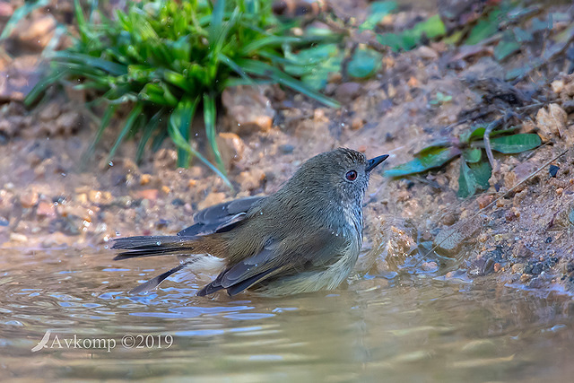 thornbill 1053