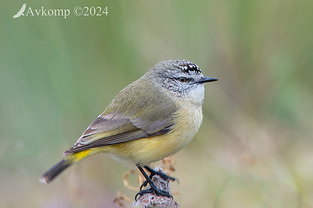 thornbill 11377