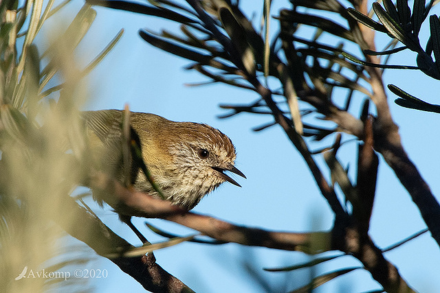 thornbill 3375