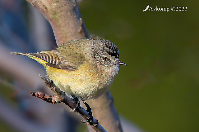 thornbill 7607