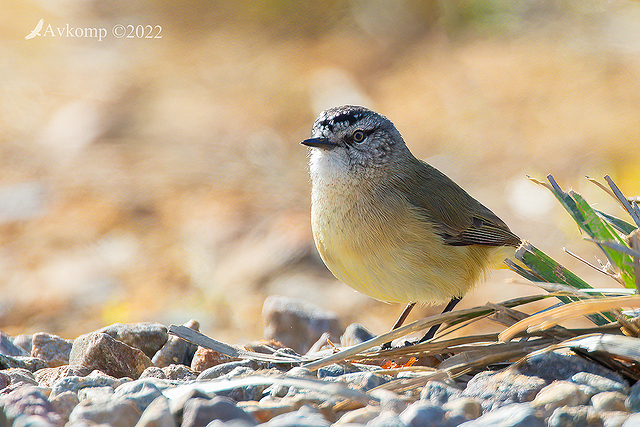 thornbill 7636