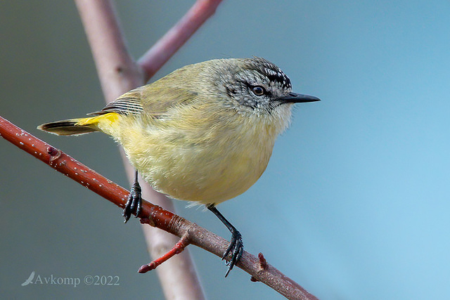 thornbill 7727