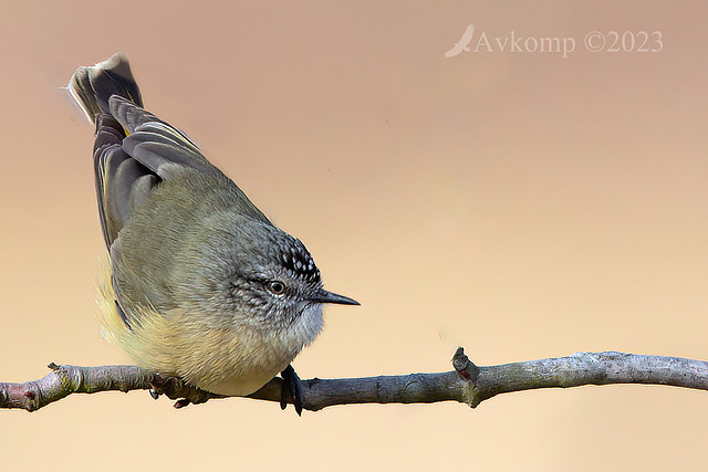 thornbill 9705