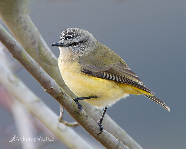 thornbill 9770