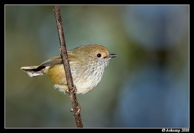 thornbill0903