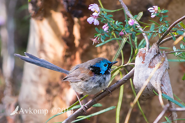 variegated fairy wren 17581