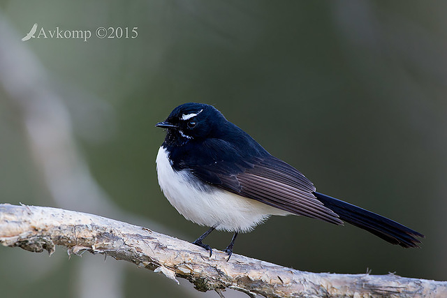 wagtail 0780