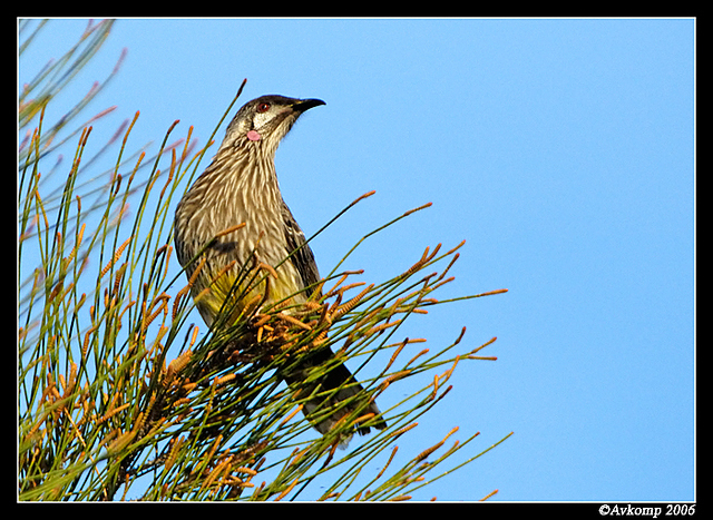 wattle bird 4