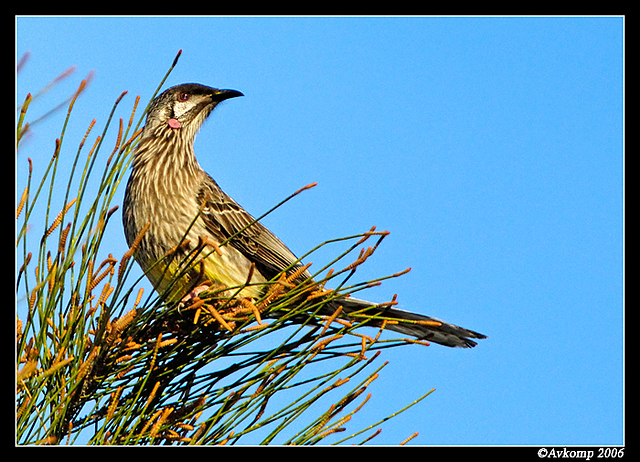 wattle bird 5