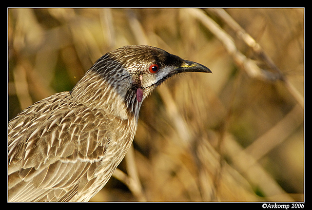 wattle bird 6