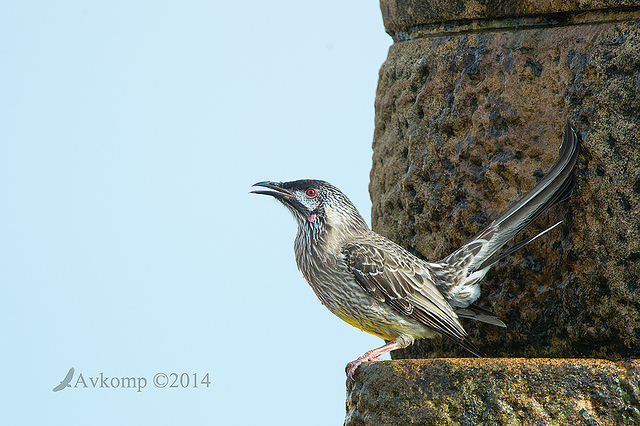 wattlebird 13533