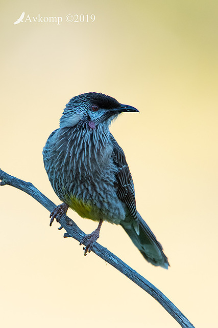 wattlebird 2025