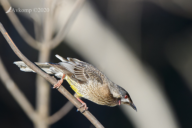 wattlebird 3941