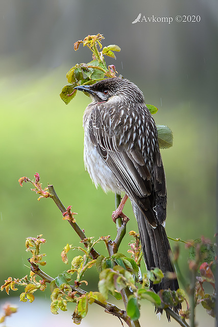 wattlebird 4442