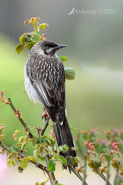 wattlebird 4443