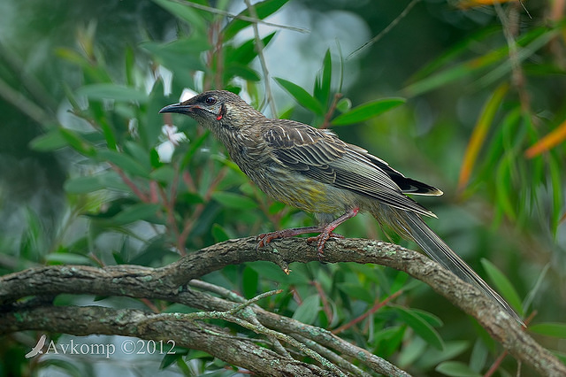 wattlebird 5227