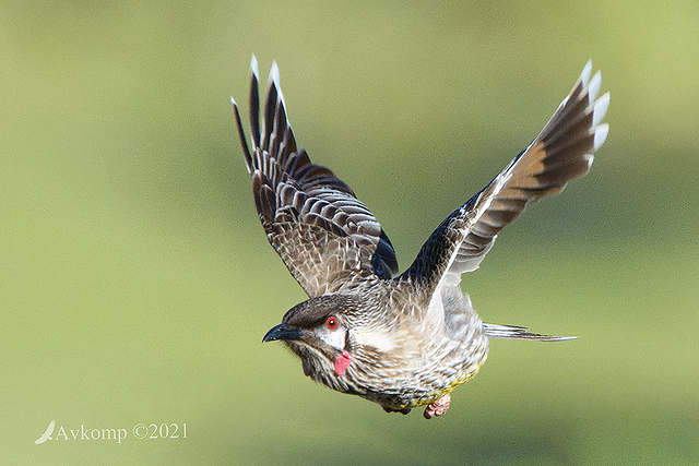 wattlebird 6171-gigapixel