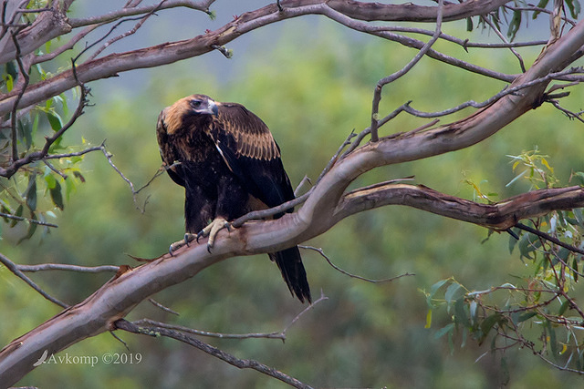 wedge tail 0444