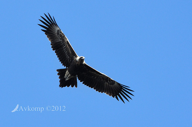 wedge tailed eagle 4098