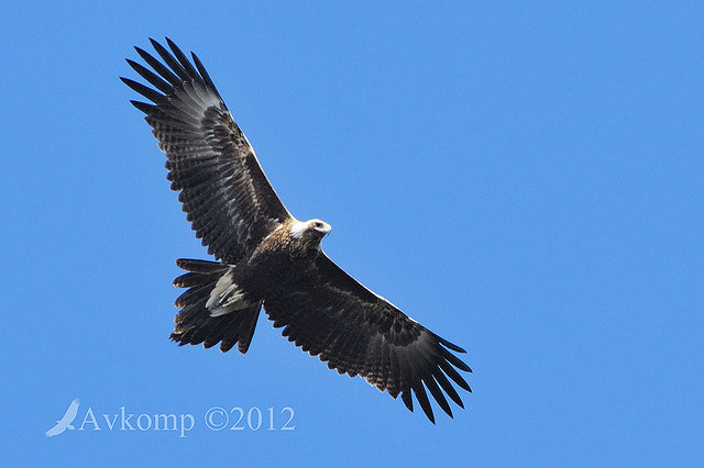 wedge tailed eagle 4101