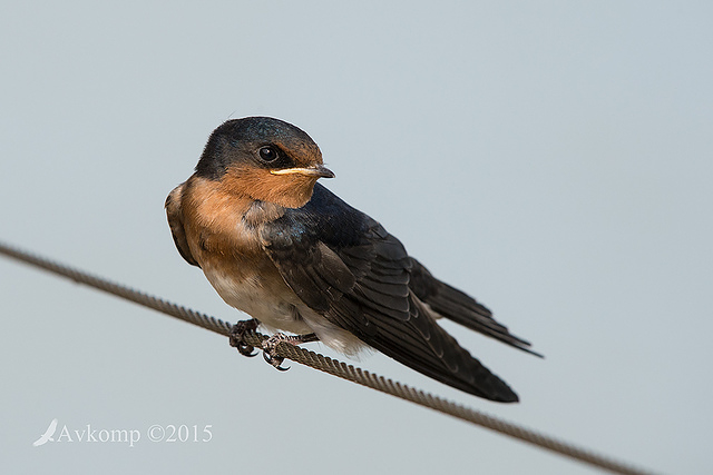 welcome swallow 6779