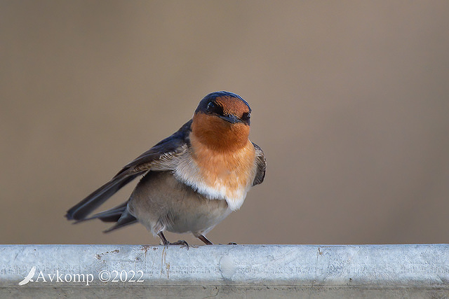 welcome swallow 7904