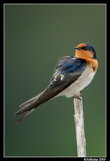 welcome swallow4030