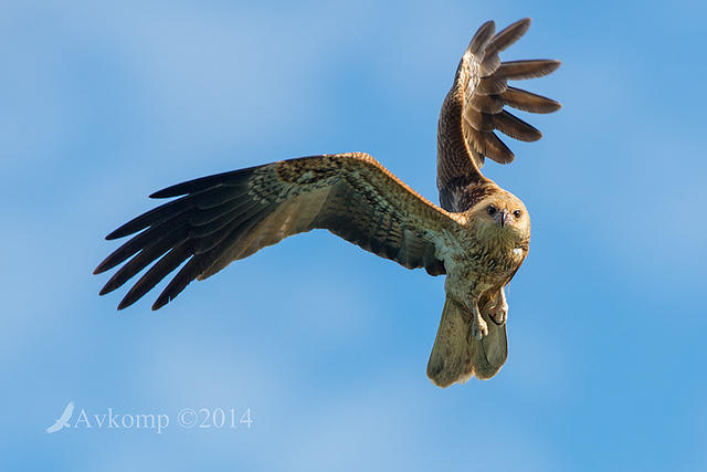 whistling kite 14483