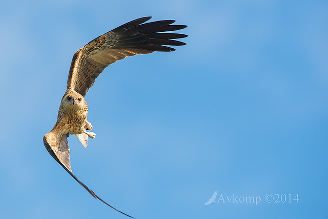 whistling kite 14485 horizontal