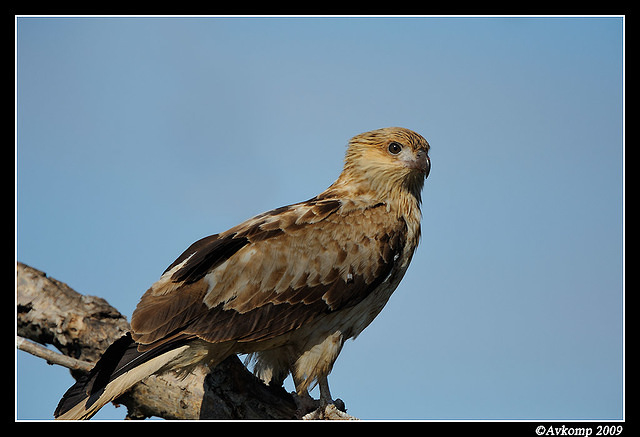 whistling kite 4280