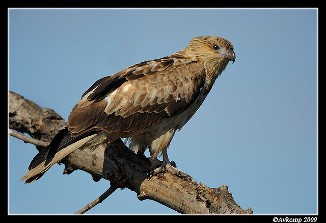 whistling kite 4281