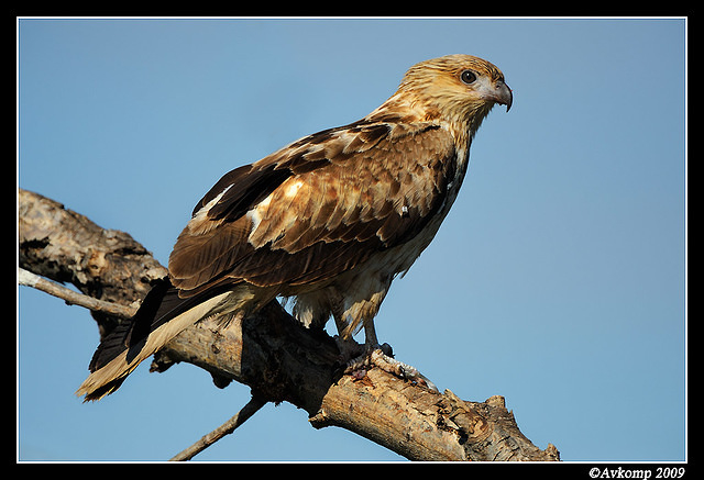 whistling kite 4282