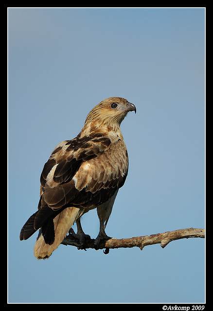 whistling kite 4283