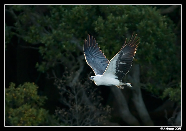 white bellied sea eagle 1390