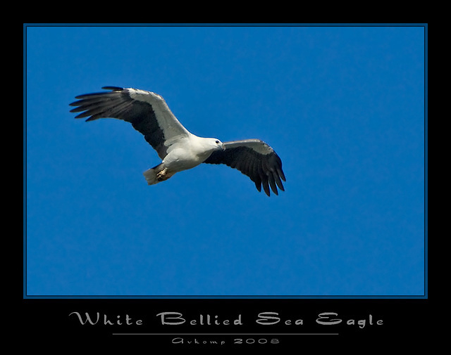 white bellied sea eagle 1411 copy