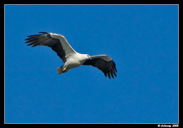 white bellied sea eagle 1411