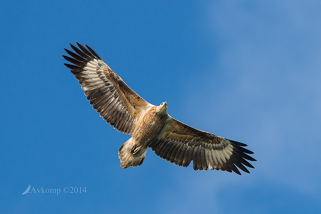 white bellied sea eagle 14571