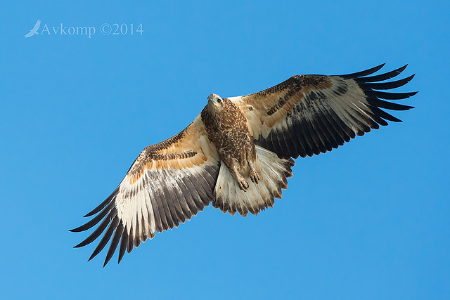 white bellied sea eagle 14642