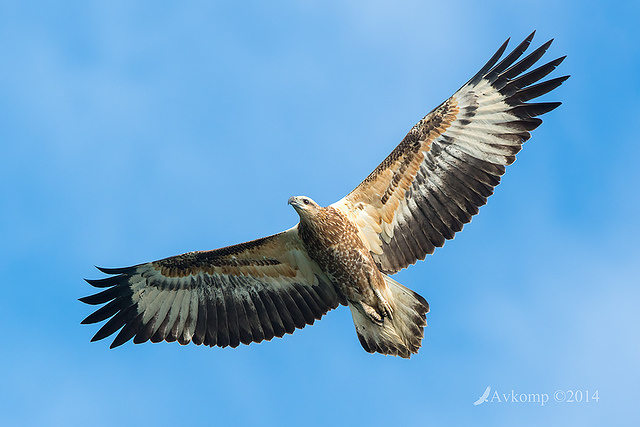 white bellied sea eagle 14690